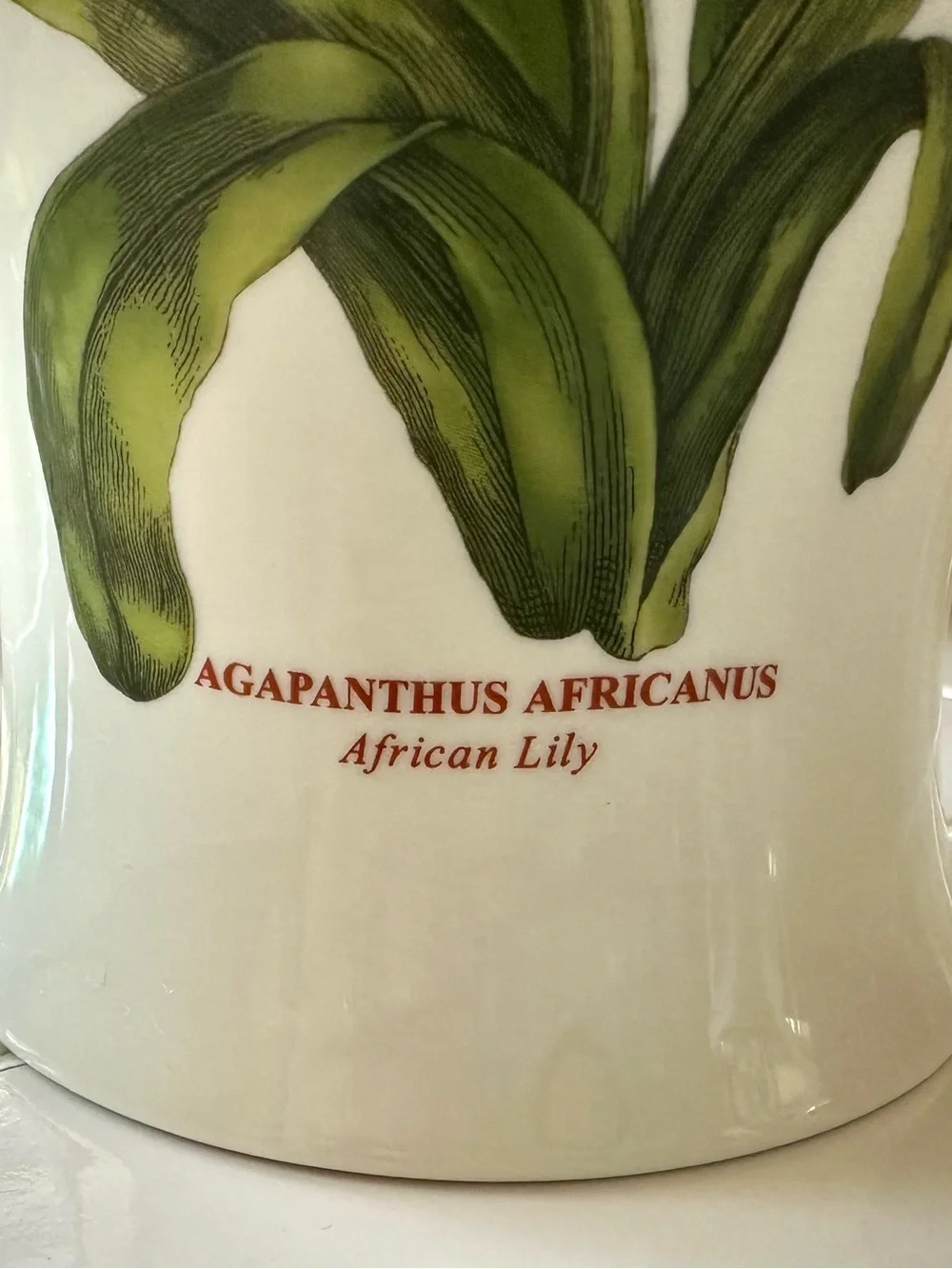 Portmeirion Botanic Garden Agapanthus African Lily 10” Vase England - Picture 3 of 7
